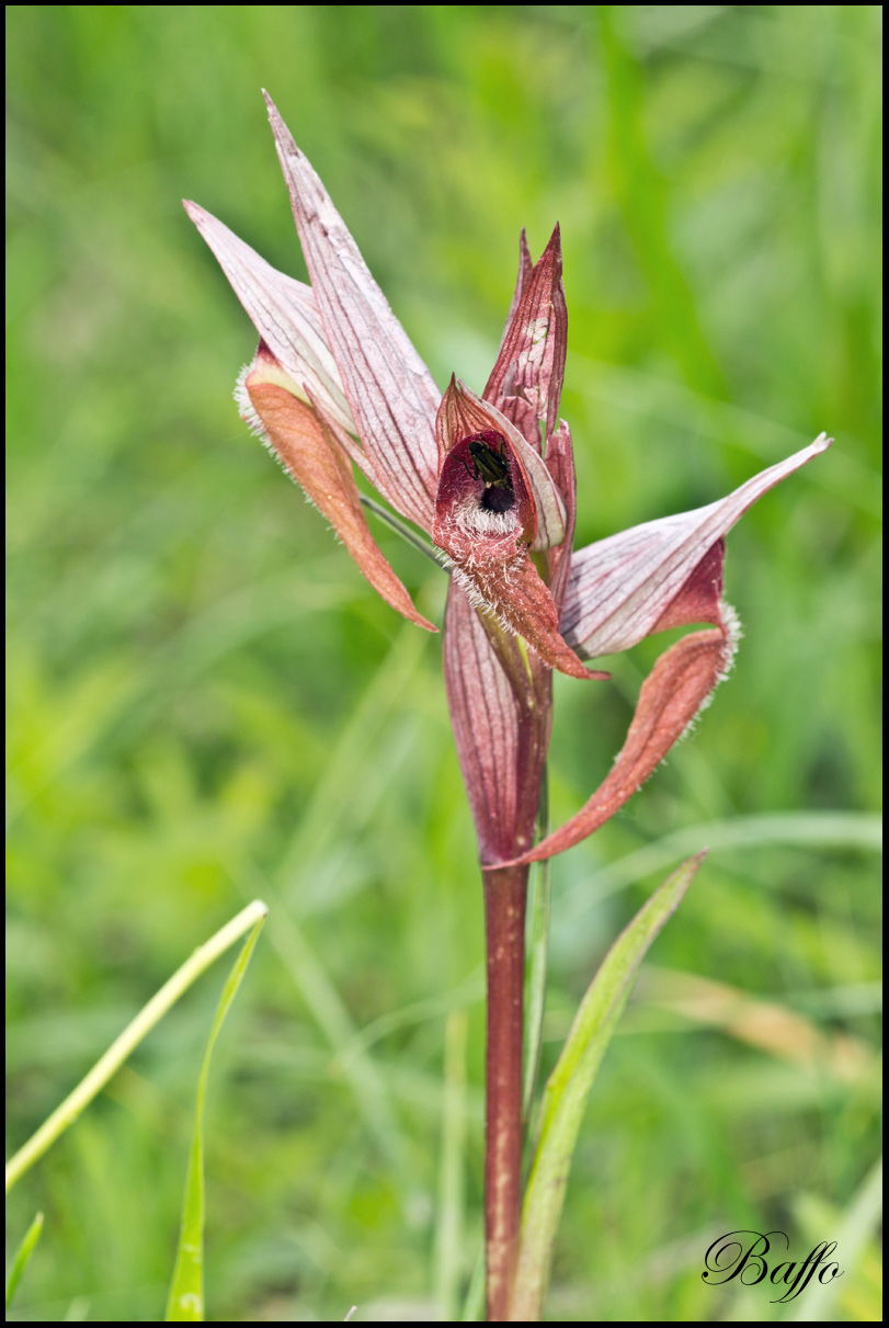 Serapias vomeracea